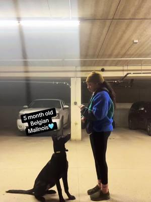 Dont do much training but not to shabby for the basics 🤧❤️#belgianmalinois #blackdogmom #fyp #k9softiktok #malinois #maliniospuppy 