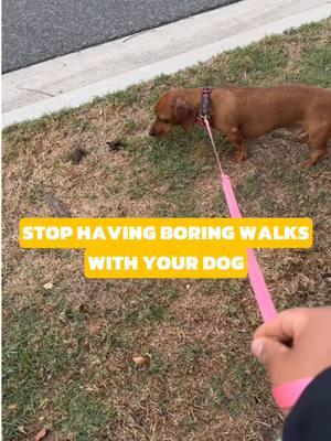 Stop having boring walks with your dog! 🐾 Your daily walk doesn’t have to be just sniff, potty, and distractions. Use the training you practice at home to turn walks into engaging, fun, and productive sessions with your dog. 🐕💡 Make walks an opportunity to bond, train, and challenge your pup’s mind! Ready to elevate your dog walking game? Let’s do this! 🙌🏾 #DogTrainingTips #EngagingWalks #DogWalkHacks #InteractiveTraining #PetParentLife #DogBehavior #TrainingOnTheGo #DogWalkTips #ObedienceTraining #DogTrainerAdvice #ConfidentDogs #HappyDogs #reactivedogs 