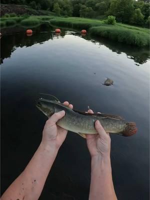 I caught a huge weird looking fish. What kind is it? Hint, it’s not a snakehead #fishingtrip #fishingvideo #bowfin #fishinglife #oklahoma #blondeokie