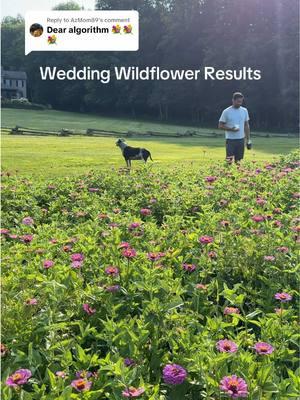 Replying to @AzMom89 The final (and long overdue) update of hour our home-grown wedding wildflowers with photos from our wedding! #weddingday #weddingflowers #summerwedding #2025bride 