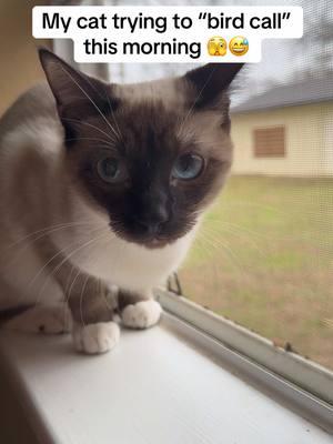 She has been watching birds and wishing she was outside chasing them all morning 😬 #cat #catsoftiktok #fyp #funny #funnycat #catsounds #foryou #morningthings #catthings #fyppppppppppppppppppppppp #birdwatching 