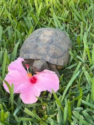 Love when he stops by to dine and dash 🐢🌺🫶🏻 . . . . #gophertortoise #tortoisesoftiktok #tortoise #hibiscus #hibiscusflower #naturelover #naturegirl #floridalife #floridagirl #beachaesthetic #beachgirlaesthetic #beachlife #beachlifestyle #floridawildlife #aesthetic  . . . Gopher tortoise, tortoise, hibiscus, Florida life, Florida nature, nature girl, nature lover, pink hibiscus, hibiscus flower, Florida life, beach vibes, beach life, beach aesthetic, aesthetic, nature aesthetic, beach girl aesthetic, Florida wild life, beach lifestyle 