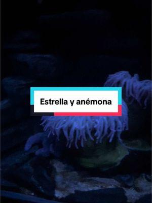 #estrellamarina #anemone #anemoneflowers #anemona #anemonas🐠🐟 #starmarine #marinestar #seaworldorlando #seaworld 