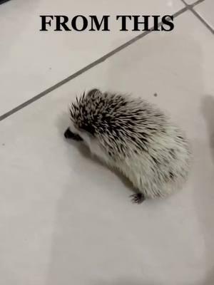 Hedgehog#hedgehog #sonicthehedgehog #hedgie #landakmini #landak #animallovers #pet #fy #fyp #viral #hedgehogdaily #hedgehoginstagram #cutehedgehog