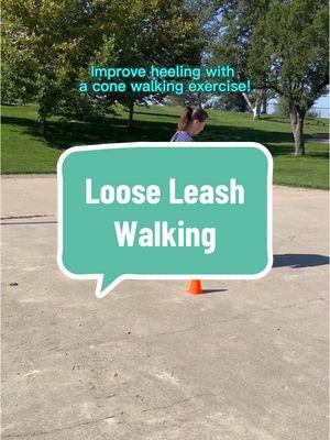 Let's talk about an easy way to improve your dog's heeling skills! Is your dog pulling while you're on a walk and they are becoming something you dread rather than something enjoyable to do with your dog? Square walking around cones (or small obstacles) is an effective exercise for improving a dog’s heeling skills and offers several benefits: 1. Enhances Precision in Heeling The structured pattern helps dogs learn to maintain a consistent position (e.g., shoulder aligned with the handler's leg) while walking. Frequent direction changes encourage sharper, more precise turns. 2. Improves Focus and Engagement The repetitive nature of the square pattern requires the dog to concentrate on the handler’s movements, improving overall engagement and reducing distractions. 3. Reinforces Handler-Dog Communication Clear cues for each turn strengthen the dog's ability to read the handler's body language and respond promptly, even around distractions. 4. Develops Muscle Memory Repetition builds muscle memory for maintaining a proper heel position, even during changes in pace or direction. 5. Increases Body Awareness Navigating turns and maintaining position teaches the dog to be more aware of its body, especially in tight spaces. 6. Builds Confidence Successfully completing patterns like this boosts the dog’s confidence in responding to heeling cues in various scenarios. 7. Refines Turns Practicing precise turns (e.g., left, right, about-turns) within a confined square pattern hones the dog’s ability to pivot smoothly. 8. Encourages Calmness and Impulse Control The structured nature of square walking promotes self-control and discourages pulling, lunging, or forging ahead. #DogTraining #dogtrainer #trainingtip #heelingtips #looseleashwalking #fyp #foryoupage #goldendoodle 