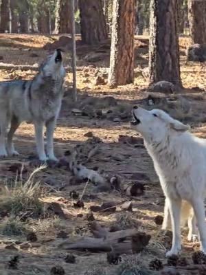 Happy Saturday! Hope everyone had a fun and safe “Howl”-iday season! ❄️ #bearizona #wildlifepark #howl #wolf #arcticwolf #wolfhowl 