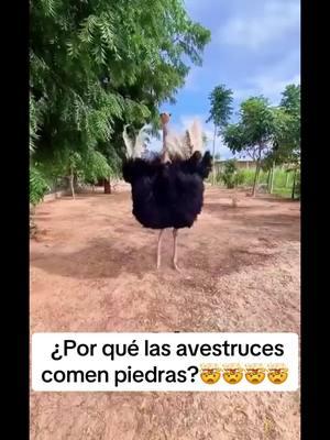 ¿Por qué las avestruces comen piedras?🤯🤯🤯#avestruz #piedras #comer #datoscuriosos #datos #SabiasQue #sabias #curiosidades #fyp 