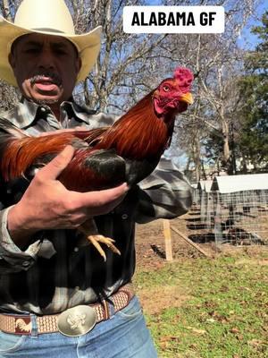 HUGO GONZÀLEZ ALABAMA GF breeding purposes Only #granjasminecrraft #mexicanosunidos #mexicano #granjasminecraft #mexicantiktok #gamebirdbreeder #Gamebird #mexicanlife #gallerosdecorazon #mexicanos #gamefarm #mexican #mexicanoschingones #Gallero #gallerosmexicanos #Granja #GamebirdBreeder #granjasminecraf #Gamefar #Gamefarm 