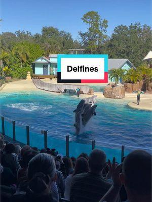 Show de delfines en sincronía #delfin #delfines #dolphins #dolphin #showdolphinsplash🐬💦 #showdolphines👌👌👌👌👌 #showdolphin #showdolphins #seaworldorlando #seaworld #disfrutaorlando #orlandoflorida #orlando 