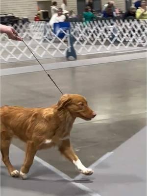 Passion, energy and footwork - a great way to describe a full day of conformation shows! 51 Nova Scotia Duck Tolling Retrievers entered at the St Paul Land O Lakes Dog Show and Toller Specialty! Dove shown here had a nice day with her biggest win being Best of Opposite Sex Working/Hunting Retriever in Sweepstakes at just 16 months. Love our versatile girl.  @American Kennel Club  #NovaScotiaDuckTollingRetriever #toller #akc #dogshow #conformation #formfollowsfunction 