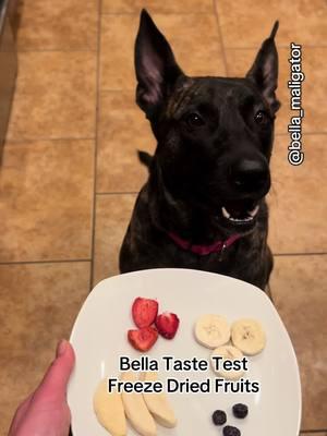 Freeze dried fruits #bellatastetest #belladog #freezedried #crunchy #asmr #automatictrash #spittingdog