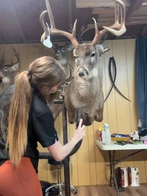 Whitetail in Rut Shoulder mount with a blind left eye  #taxidermybychloe #whitetail #deerseason #art #huntingtok #nature #saturday #fyp #rut #taxidermy #taxidermytiktok #foryoupage #whitetaildeer 