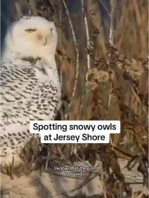 Snowy owls are making a rare appearance along the Jersey Shore.  #nbc10philly #newjersey #snowyowl #owl #bird #animals 