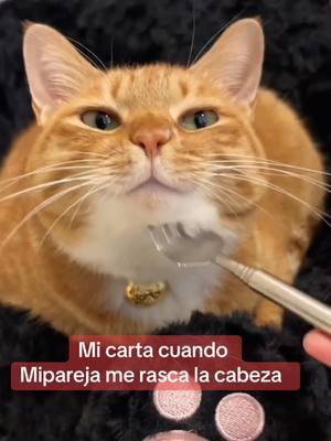 Mi cara #PetsOfTikTok #pets #animales #gatos #gatito #mundoanimal #animalestiktok  #paratii #viralvideo 