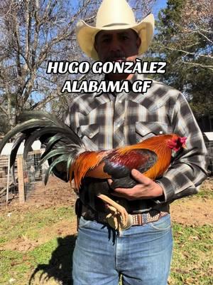 HUGO GONZÀLEZ ALABAMA GF breeding purposes Only #granjasminecrraft #mexicanosunidos #mexicano #granjasminecraft #mexicantiktok #gamebirdbreeder #Gamebird #mexicanlife #gallerosdecorazon #mexicanosunidos #gamefarm #mexican #granjasminecraft #mexicanoschingones #Gallero #gallerosmexicanos #Granja #GamebirdBreeder #granjasminecraf #Gamefar #Gamefarm 