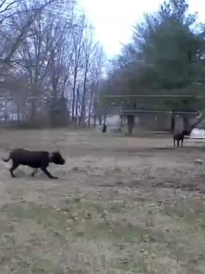 Compilation of property camera clips from Unsub de Cabeza Grande chasing squirrels and other vermin. Good thing he's on a cable runner.  www.realpresa.com  . #cablerun #squirrel #drivey #chase #dogsoftiktok #dogphotography #doglovers #doglove #homesecurity #presacanario #guarddog #familydog #realpresa #cabezagrande #preservationbreeder 