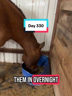 Day 330 for Cali!  She had Goose on day 334 in 2023.  #broodmares #mares #horsesoftiktok #foalwatch ##foalingseason2025 