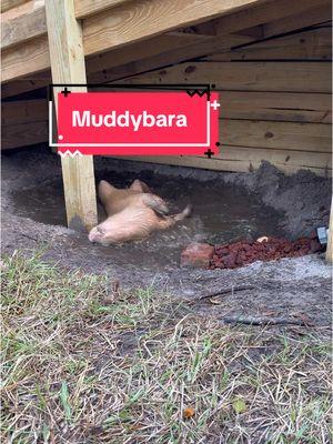 Muddybara jr. is at it again 😂  Ear wiggle count in the comments!  #capybara #capybaras #funnyanimals #capybaralove #capybaralover #capybarawatch #capybarafamily #funny #funnyvideos #cuteanimals #cute #cutevideos #animals #capybaratiktok #fyp 