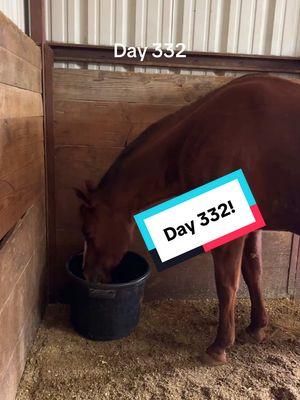 Jilly is 332 days pregnant today!  #broodmares #mares #horsesoftiktok #foalwatch #foalingseason2025 