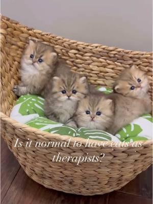 Therapists come in all shapes and sizes😻❤️🙀 #emotionalsupportanimal #emotionalsupportcat #therapycat #therapists #therapy #mytherapy #cattherapy #persiankitten #persian #babycat #kitten #babykitten #christypawpersians #dollfacepersian #persiancat #blh #longhaircat #ragdoll 