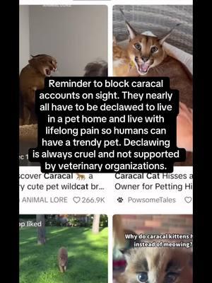 Views = rewarding animal cruelty. Declawing leads to lifelong pain, is a trendy pet worth causing their suffering? #caracal #declawing #animalcruelty 