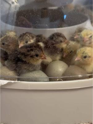 I honestly probably scare the life out of the button when they first hatch 😂 can you picture a giant just casually staring through at you through a window 😂🐣 - - #babyanimals #cuteanimals #cutenessoverload #babyanimal #cute #cuteness #foryoupage #fyp 