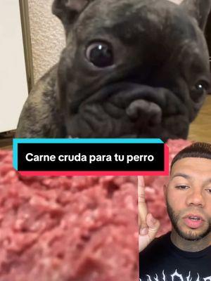 Carne cruda ♥️🤩 #greenscreenvideo #akabull #akabulls #frenchbulldog #frenchie #perros #perro #dog #viralvideo #paratiiiiiiiiiiiiiiiiiiiiiiiiiiiiiii 