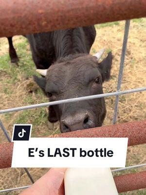 it’s bittersweet 🥲 #babye #babyeeyore #calf #bottlecalf #bottlefeeding #cowsoftiktok 