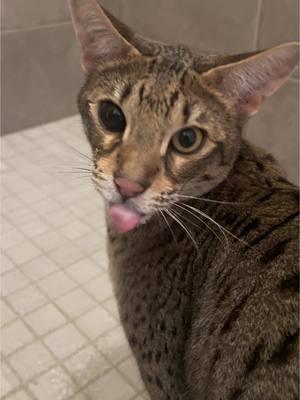 Happy Caturday! #fyp #happycaturday #cat #savannahcat #catsoftiktok #catlover #shower #showertime #waterbaby #foryoupage 