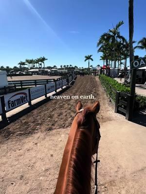 perfect mid day break from a crazy day ☀️🌴 #wellington #wef #horseshow 