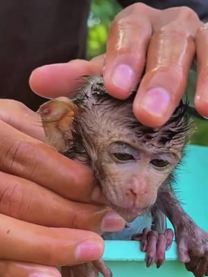 The adorable baby monkey #monkey #monkeys #monkeydluffy #babymonkey #cute #cutemonkey #wildlife #monkeyface #usa #wildanimals #animals #pet #foryou #cuteanimals #poor #monkeybaby #monkeylover #babyanimals #adorable #viral 