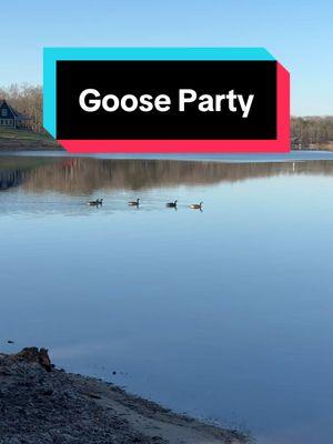 The geese are having a celebration #canadageese #canadiangeese #lakelife 