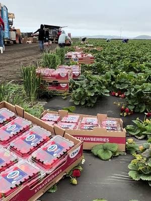 Llegó la hora de comida 🇺🇸🌱🍓 #parati #doryou #campesino #trabajo #fresa 