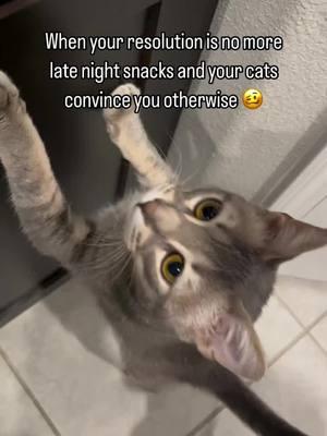 😋❤️😹 #funnycatsoftiktok #funnycatvideos #catoftheday #cats #video #animecat #greytabby #tabbycat #cattok 