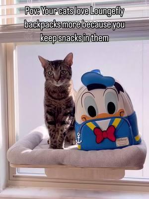 🎒😋😹 #funnycatsoftiktok #funnycatvideos #catoftheday #cats #video #animecat #greytabby #tabbycat #cattok #loungefly 