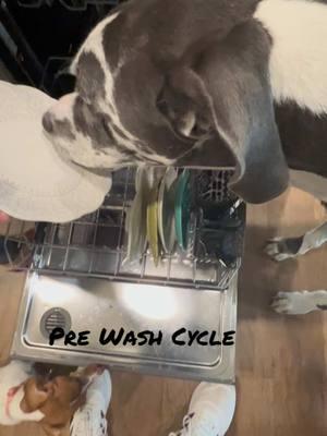 My helper … #greatdane #dogs #dogsoftiktok #wash #dishes #cute #helper #bigdogs #fyi #fy #fyp #dog #itsafulltimejob 