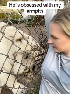 Idk what it is about my armpits, but every cat I have ever met has been obsessed with them-Tiny goes crazy for them and so does our bobcat Julian. I must have some sort of weird Big Cat pheromone armpit sweat 😂 #NOTpets #wildlifesanctuary #zoonaplesfl #EndangeredSpecies 