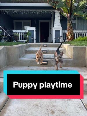 The outside yay #frenchbulldogpuppy #yorkies #puppytiktok #doglove #playtime #theadventuresofwaltdogcruz #bullshit 