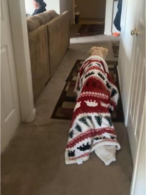 it’s a blanket but still 🤣 #bigcoatfolks #bigcoat #goldenretriever #goldenretrieverpuppy #puppy #puppiesoftiktok #dog #dogsoftiktok #funnypets #funnydog #goldenretrieverlife #retriever #bentley #pets #PetsOfTikTok #doginablanket 