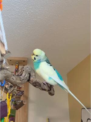 ✨🧚‍♀️✨ #foryou #birds #parakeets #birdsoftiktok #animals #animalsoftiktok #parakeetsoftiktok #budgiesoftiktok #budgies #parrotsoftiktok #parrot #foryoupage #fyp 