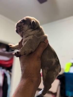 Check out this boned up frenchie female 🤯🤯😮‍💨. She’s gonna be insane 💯💯👏🏽 #APK #alphaplugkennels🔌 #frenchie #frenchbulldog #frenchiesoftiktok #frenchies #frenchbulldogpuppy #frenchbulldogsofig #puppy #puppylove #puppies #puppiesofinstagram #puppiesofig #puppiesofinsta #frenchiepuppy #frenchiesofinstagram #frenchielove #frenchiegram #frenchielife #frenchbulldogpuppy #frenchbulldogworld 