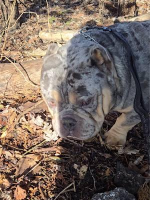 #bulldogsoftiktok #nanobully #microbully #exoticbully #bulliesoftikitok #pocketbullies #exotic #genghiskhan #christmaspuppies #merle #bluetrimerle #abkcpocket #bulldog #abkc 