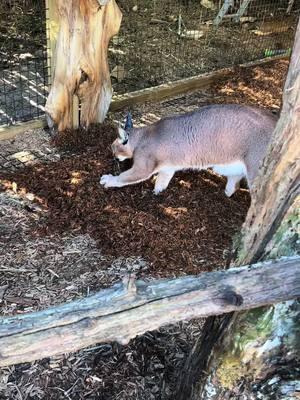 The best worker around 🤣 #xtremeexoticswildlifefoundation #zookeeper #animalhumanbond #zoolife #conservation #sweetpeasumiandmaverick #sweetpeaandsumi #cuteanimals #zootok ##fyppppppppppppppppppppppp #ProtectWildlife #caracal 