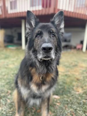 Tiring out your #seniordog so you can run errands #gsd #ballobsesseddog #colorado #rescuedog 