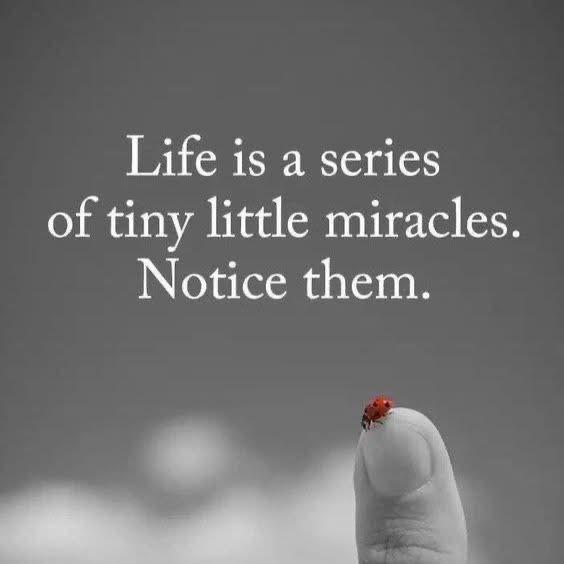 Happy Saturday! Life isn’t always about the grand, sweeping moments that take our breath away. Sometimes, it’s in the smallest, quietest miracles where life truly shines. A sunrise painting the sky, the laughter of a loved one, the resilience of nature, or even a tiny ladybug resting on your fingertip — these are the everyday wonders that make life extraordinary. In the rush of our busy lives, it’s easy to overlook them. But today, let’s pause, breathe, and take notice. These little blessings are reminders of how beautiful and precious life truly is. So this Saturday, let’s embrace gratitude. Let’s seek joy in the smallest things. Let’s remember that even the tiniest miracles hold the power to make our hearts full. What tiny miracle are you grateful for today? Share below! 💖 #SaturdayMotivation #Gratitude #AppreciateTheLittleThings #LifeIsBeautiful 