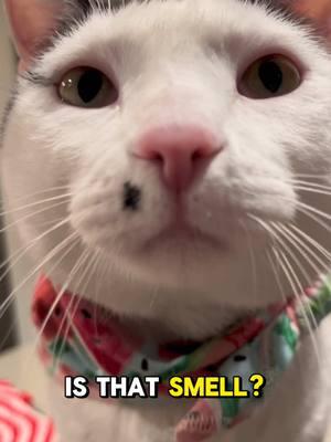 Wait… what is that smell 🤨🤢 (ib: @chill.cat.guy) #cat #catsoftiktok #fyp #melonbesmellin #CapCut #larry #offlain 