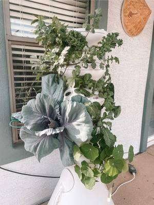 I got a whole dang head of cabbage growing! @Lettuce Grow #lettucegrowfarmstand #verticalgarden #hydroponics #creatorsearchinsights 