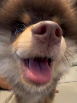 👅 #babydog #dogkisses #puppytiktok #cutedogsoftiktok #dogmeme #puppykisses 