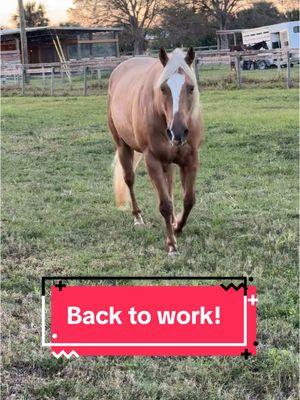 Winter break is over for Mac daddy Goose! How he lookin like an actual snack and hasn’t been ridden in a month. 😮‍💨🤌🏼✨ #palomino #theking #myfirenwhiskey #barrelhorse #fancybroke 