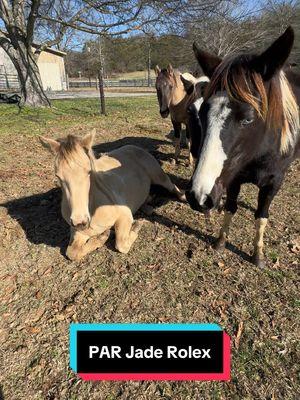 PAR Jade Rolex #horse #horsesoftiktok #horsebreeder #painthorse #americanpainthorse #champagnehorse #goodmornin #sleepyhead #naptime  